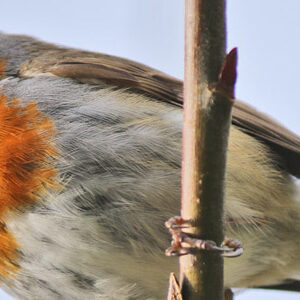 A robin with an orange breast perched on a branch against a light blue background.