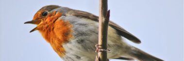 A robin with an orange breast perched on a branch against a light blue background.