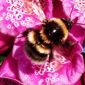 A bumblebee collects nectar from vibrant pink foxglove flowers in bright sunlight.