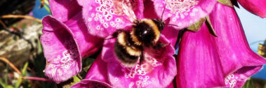 A bumblebee collects nectar from vibrant pink foxglove flowers in bright sunlight.