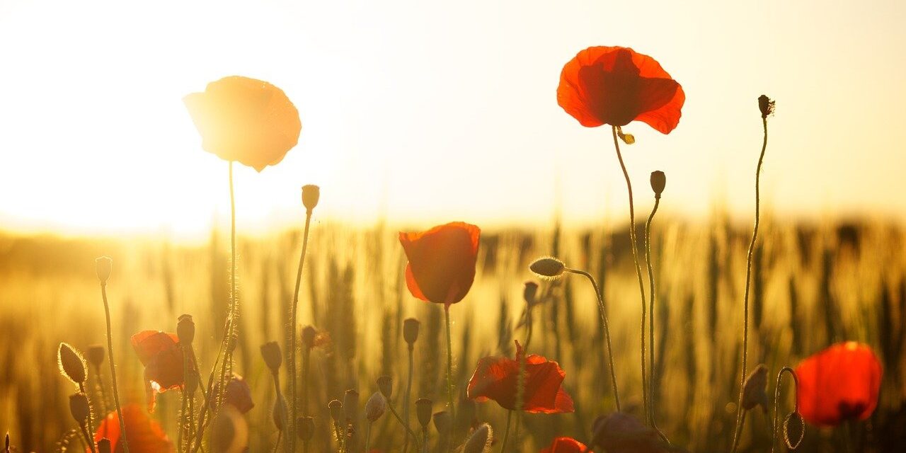 poppies-174276_1280