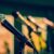 microphone on stage