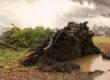 Fallen tree from a storm
