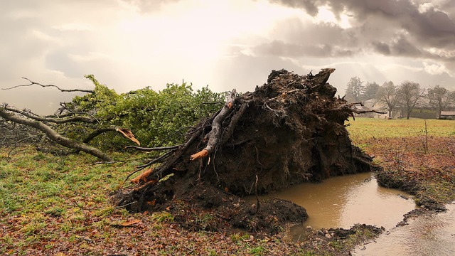 Fallen tree from a storm