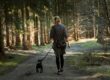walking dog in the woods along a path
