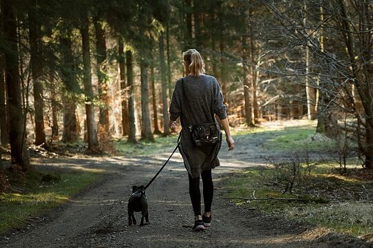 walking dog in the woods along a path