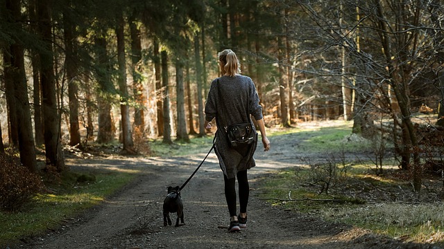 walking dog in the woods along a path